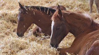 Hatay'daki kayıp atlarla ilgili son dakika gelişmesi! Dörtyol Belediye Başkanı Fadıl Keskin MHP'den istifa etti