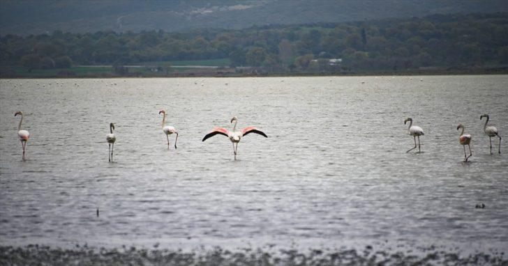 Tarihi Gelibolu Yarımadası flamingolarla ayrı bir güzelliğe büründü G2