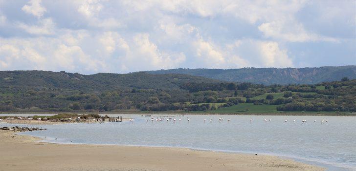 Tarihi Gelibolu Yarımadası flamingolarla ayrı bir güzelliğe büründü G3