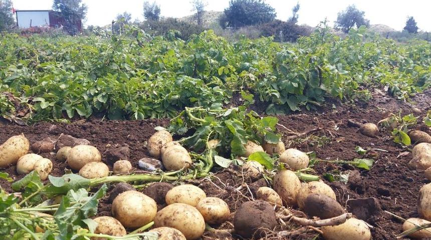 Datça'da yılın ilk patates hasadı