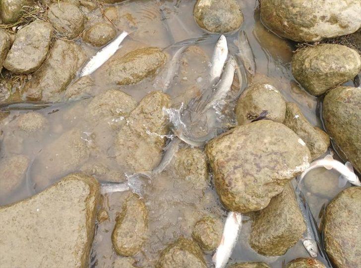Kahramanmaraş'ta Keşiş Deresi'ndeki balık ölümlerinin nedeni araştırılıyor G1