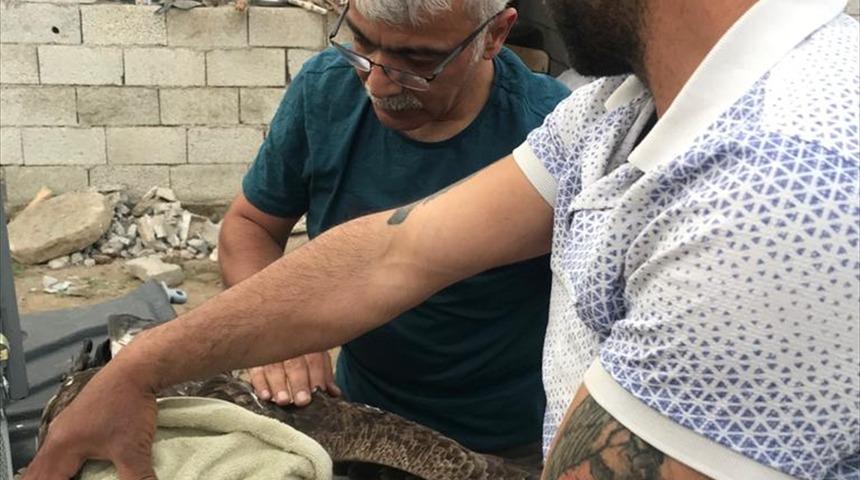 Iğdır'da tüfekle vurulan kaya kartalı tedavi altına alındı