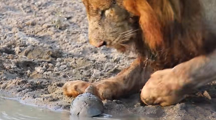 Cüssesine aldırmadı aslanla burun buruna geldi: ''Kan kokusunu almış'' 