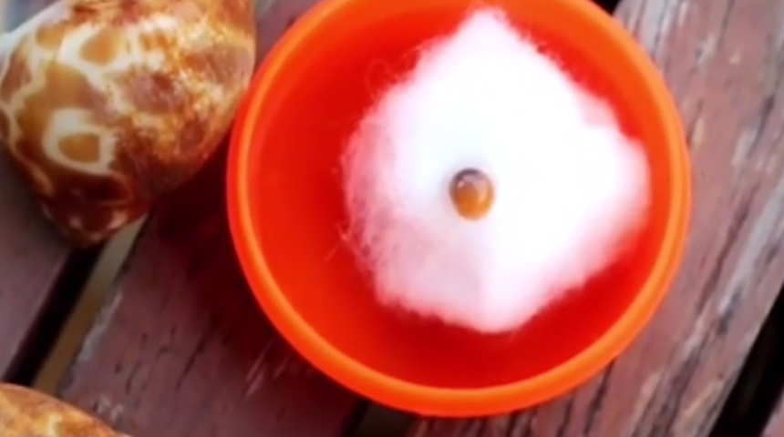 Pazardan aldığı deniz ürünü sayesinde servete kondu! İçinden çıkan şeyi önce anlamadı ama...