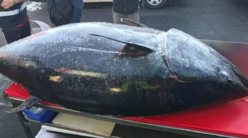 Bu bir rekor! 271 kilogramlık ton balığı, görenleri şaşkına çeviriyor