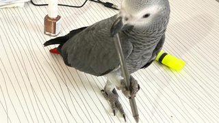 Kaybolan papağanını sokak sokak arıyor! Bulana para ödülü var