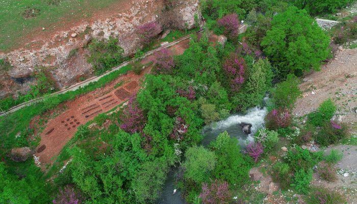 Baharın müjdesi erguvanlar, Şırnak’ı neşelendirdi