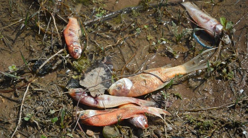 Tokat'ta balık ölümleri tedirgin etti! Yüzlercesi kıyıya vurdu