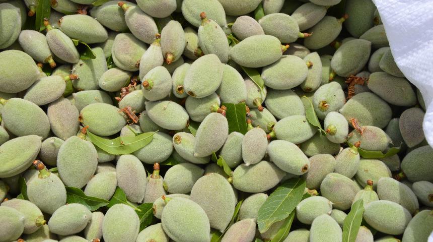 Avrupa'ya çağla Döşemealtı'ndan gidiyor