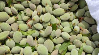 Avrupa'ya çağla Döşemealtı'ndan gidiyor