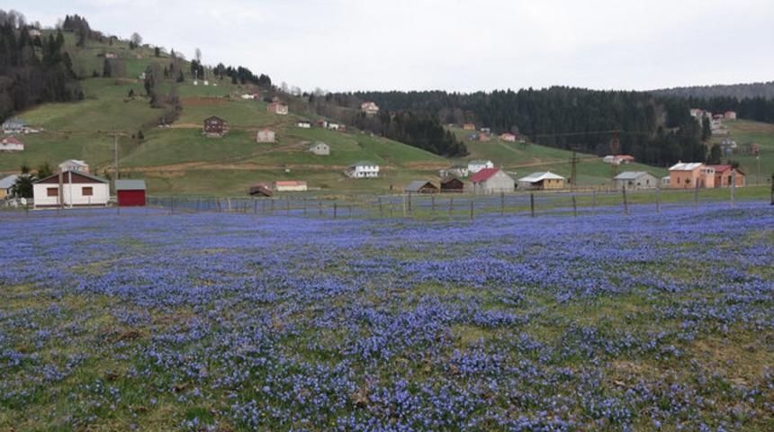 Kandıralak Yaylası, ziyaretçilerini ağırlıyor! ‘Sadece 3 hafta görülebilecek’