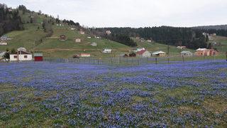 Kandıralak Yaylası, ziyaretçilerini ağırlıyor! ‘Sadece 3 hafta görülebilecek’