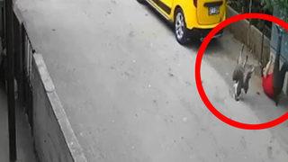 Antalya'da ilginç görüntüler! Kaz sürüsüne taş atan adam büyük şok yaşadı