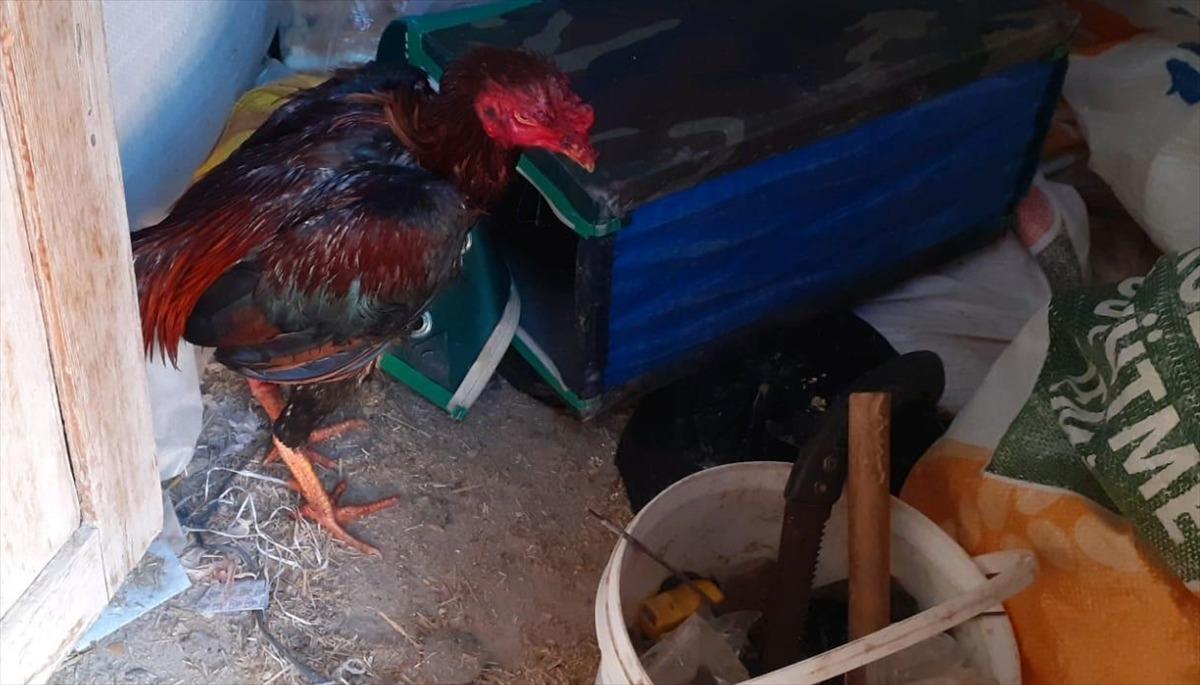 Denizli'de evde horoz d&ouml;v&uuml;şt&uuml;rd&uuml;ğ&uuml; &ouml;ne s&uuml;r&uuml;len 2 kişiye para cezası verildi