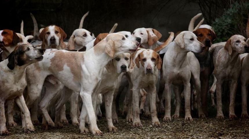Bahçesinde 700 köpeğe bakıyor!