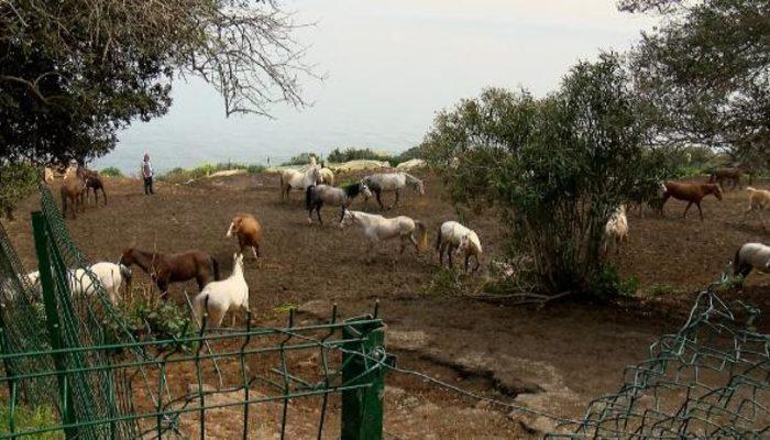 Hatay’daki kayıp atların akıbeti belli oldu! Bakamayınca ‘kaçtı’ ihbarı yapmışlar