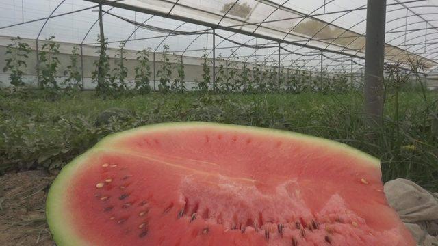 Karpuz erken çıktı, üreticisinin yüzünü güldürdü