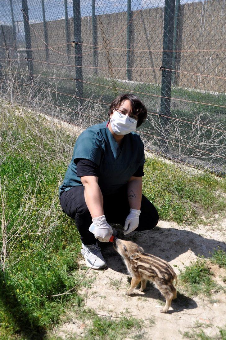 Afyonkarahisar'da üniversite öğrencileri kırsalda bulunan yaban domuzu yavrusunu biberonla besliyor G1