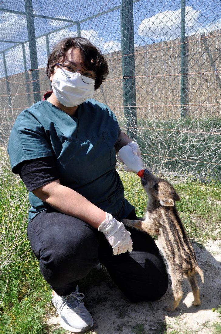 Afyonkarahisar'da üniversite öğrencileri kırsalda bulunan yaban domuzu yavrusunu biberonla besliyor G2