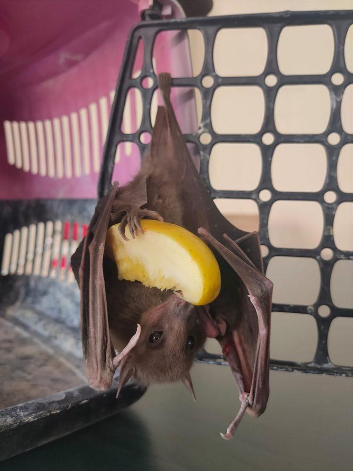 Adana'da kanadına ip dolanan yarasa kurtarılarak doğaya salındı G1