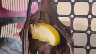 Adana'da kanadına ip dolanan yarasa kurtarılarak doğaya salındı