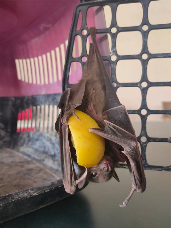 Adana'da kanadına ip dolanan yarasa kurtarılarak doğaya salındı G2