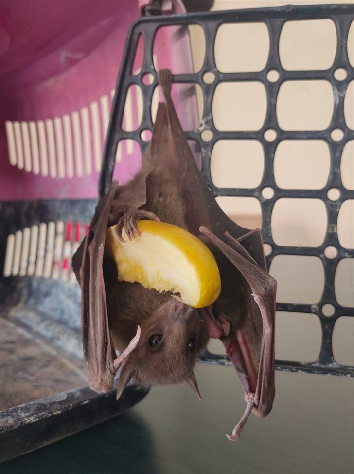 Adana'da kanadına ip dolanan yarasa kurtarılarak doğaya salındı G3