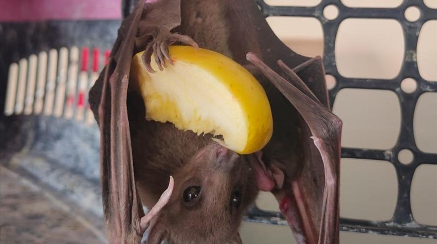 Adana'da kanadına ip dolanan yarasa kurtarılarak doğaya salındı