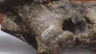 Heyecanlandıran keşif! 80 milyon yıl önce yaşamış yeni dinozor türü keşfedildi