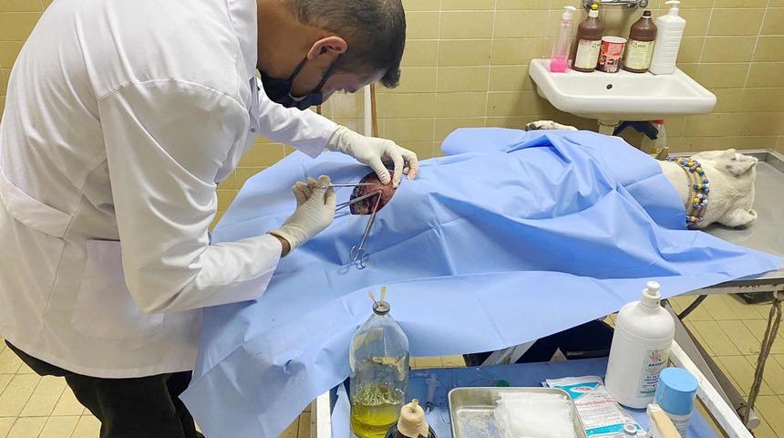 Iğdır'da feci olay! Pitbullu bıçaklayıp, sahibini dövdüler