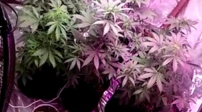 Adana'da bulunan ısı yalıtımlı Hint keneviri serasının görüntüsü ortaya çıktı