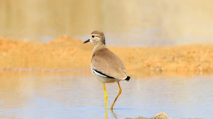 Türkiye’de nadir görülen Akkuyruklu Kız Kuşu, Trabzon’da ilk kez fotoğraflandı