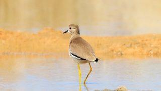Türkiye’de nadir görülen Akkuyruklu Kız Kuşu, Trabzon’da ilk kez fotoğraflandı