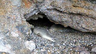 Böylesi ilk kez oldu! 5 Akdeniz foku aynı anda görüntülendi