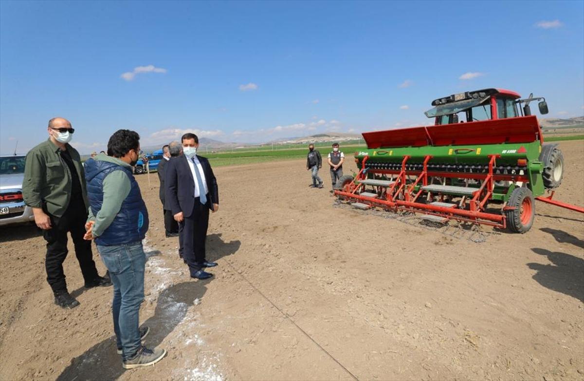 Amasya'da yerli kenevir tohumu "Vezir"in ekimi yapıldı