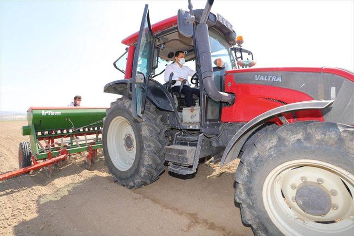 Amasya'da yerli kenevir tohumu "Vezir"in ekimi yapıldı G2