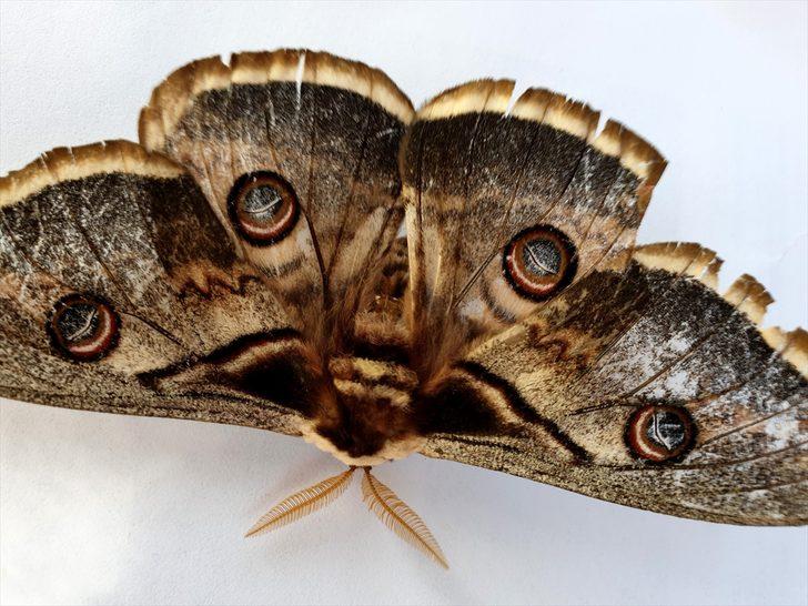 Okul bahçesinde ortaya çıktı! 16 santimetrelik tavus kelebeği görenleri şaşırttı