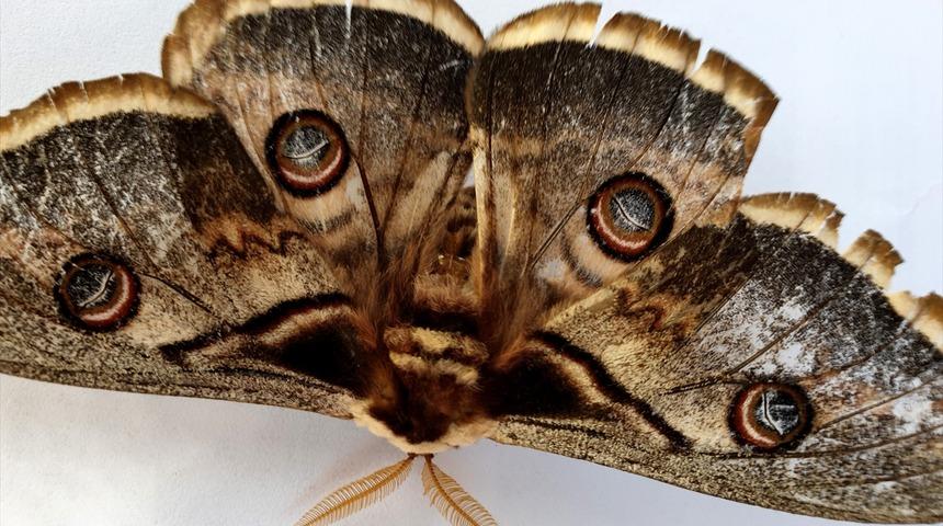 Okul bahçesinde ortaya çıktı! 16 santimetrelik tavus kelebeği görenleri şaşırttı