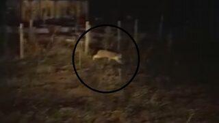 Doğada nadir görülen vaşağı ‘gel buraya gel’ diyerek çağırması gülümsetti