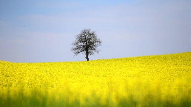 Trakya’nın ‘altın sarısı’ kanola tarlaları, doğal fotoğraf stüdyosu oldu