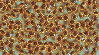 Görsel yeteneğinizi arttıracak bir bulmaca! Saklanan arıyı fark edebildiniz mi?