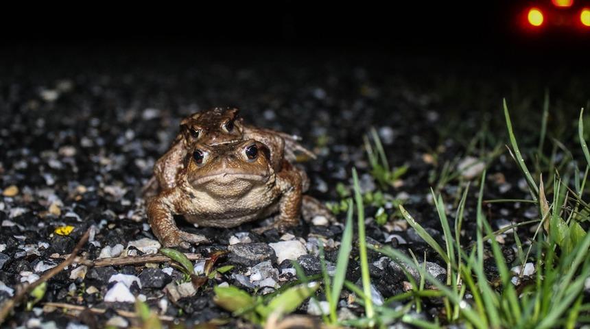 Dünyada eşi benzeri görülmemiş göç! Kütahya’da kurbağaların ormandan gölete 5 bin yıllık göçü başladı
