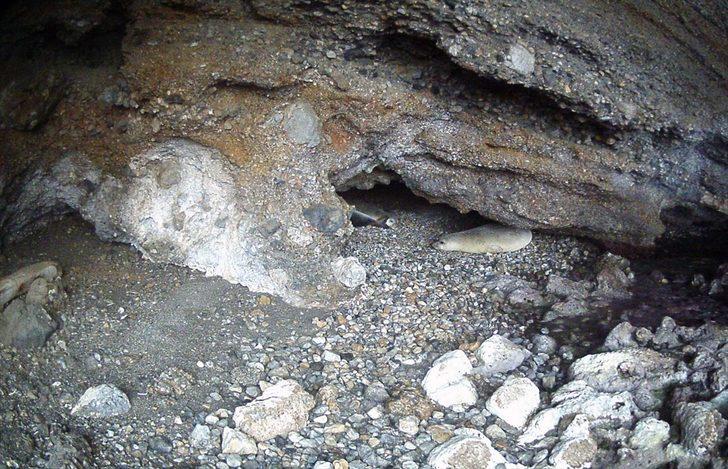 Gökova Körfezi'ndeki bir mağarada 5 Akdeniz foku görüldü G1