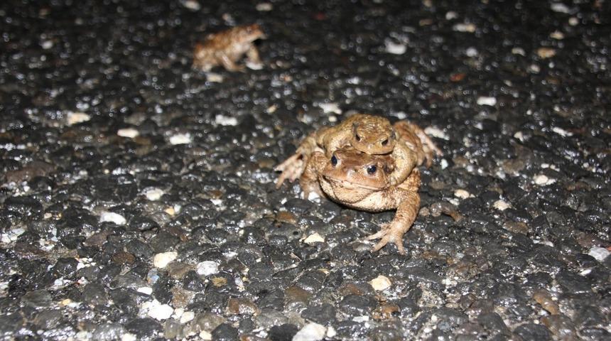 Kurbağaların ormandan gölete 5 bin yıllık üreme göçü başladı