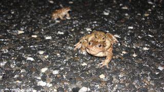 Kurbağaların ormandan gölete 5 bin yıllık üreme göçü başladı