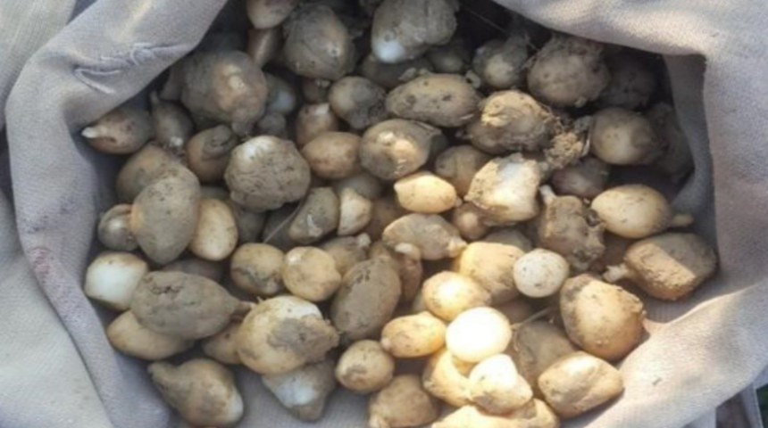 Yasaklı salep soğanı toplayan 3 kişiye 724 bin tl ceza kesildi