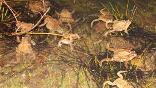 Pandemiyle sayıları arttı! Kurbağaların ormandan gölete 5 bin yıllık üreme göçü başladı