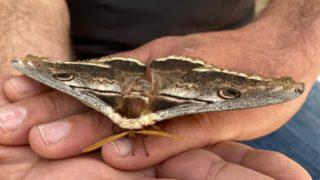 Osmaniye’de kanat açıklığı 16 santimetre olan tavus kelebeği bulundu