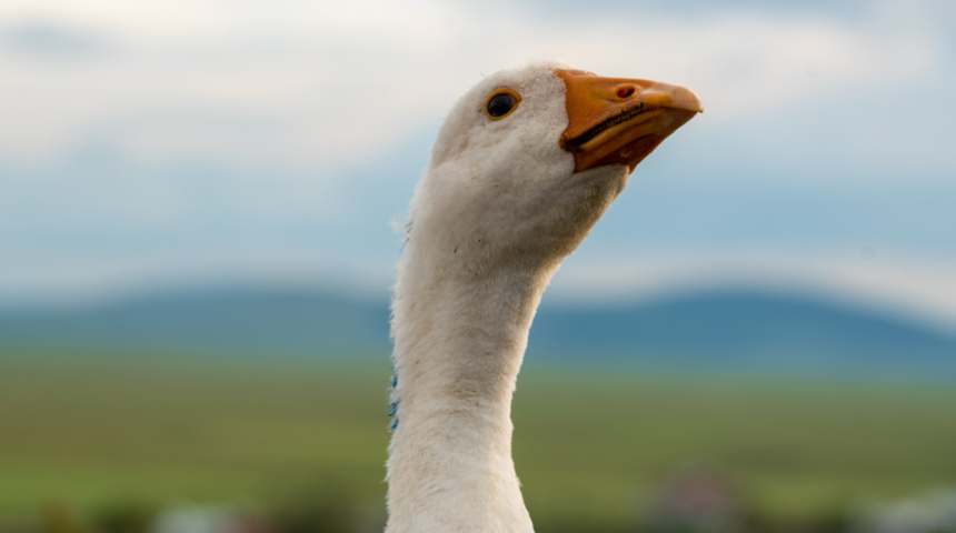 Danimarka'da 19 bin kaz ve ördek kuş gribi nedeniyle itlaf ediliyor