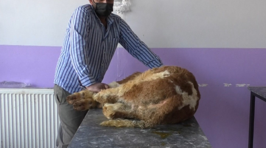 İshalle başlıyor, &ouml;l&uuml;mle sonu&ccedil;lanıyor! Hayvanları koronaya yakalandı veterinere terk ettiler
